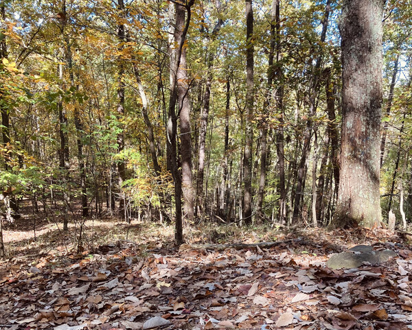 Image failed to load (A forest)