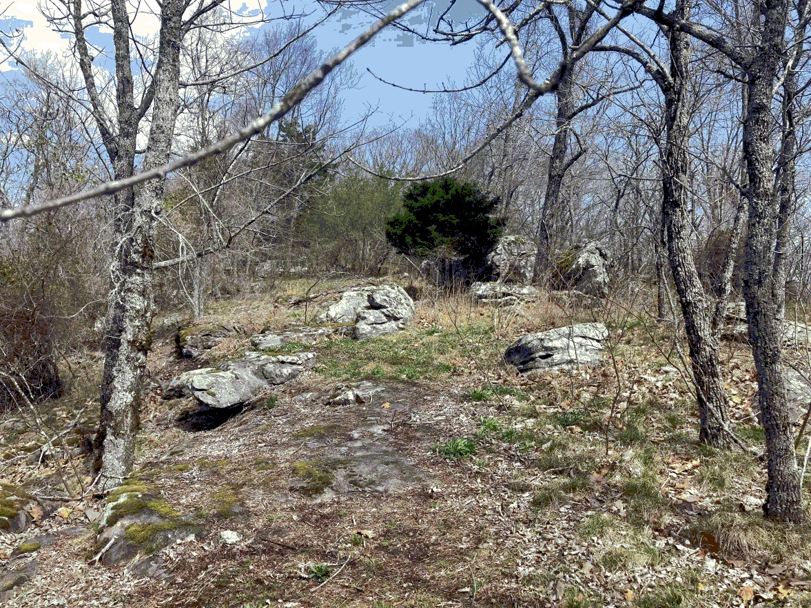 Image failed to load (A forest)